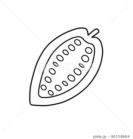 カカオの実の断面図（線画） 90158664