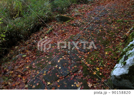 石畳に積もった一面の落ち葉(大井平公園 愛知県 豊田市) 石畳に積もった一面の落ち葉(大井平公園 愛知県 豊田市) 90158820