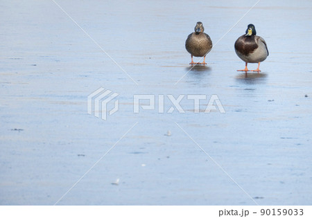 A duck pair for the winter. love wings concept. Copy space. 90159033