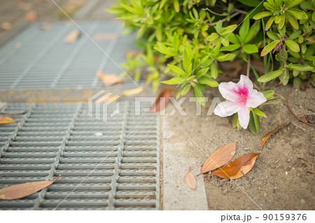 足元に咲く一輪の花 90159376