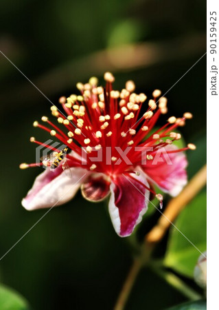フェイジョアの花に止まる虻 フェイジョアの花に止まる虻 90159425