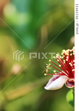 フェイジョアの雄蕊に止まる虻 90159433