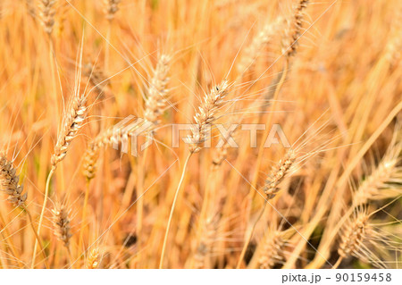 黄熟した麦の穂 90159458