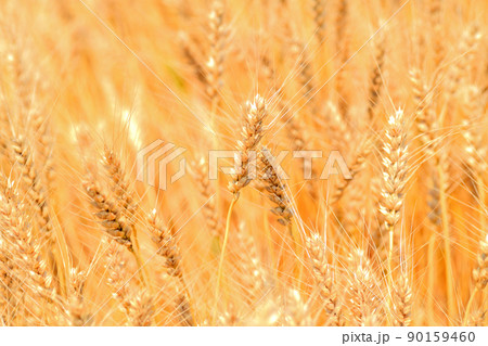 黄熟した麦の穂 90159460
