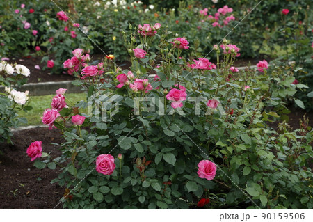 荒尾市　おもやい市民花壇　バラの花、 90159506