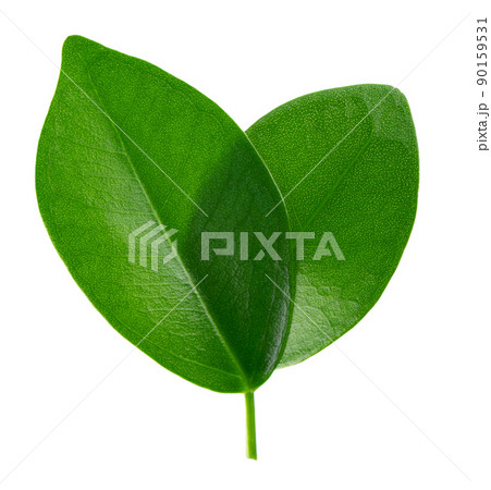 Green leaf isolated on white background. Top view. 90159531
