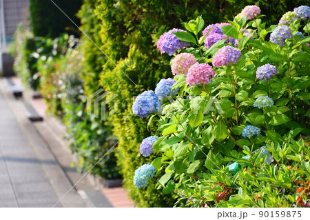 色んなカラーの紫陽花 90159875