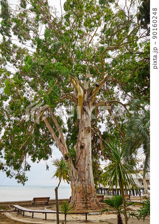 Large sycamore with green foliage and barkless trunk by the sea Large sycamore with green foliage and barkless trunk by the sea 90160248