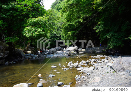 Green forest by a river 90160840
