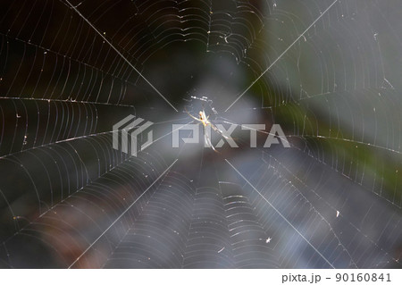 One little wild spider with web One little wild spider with web 90160841