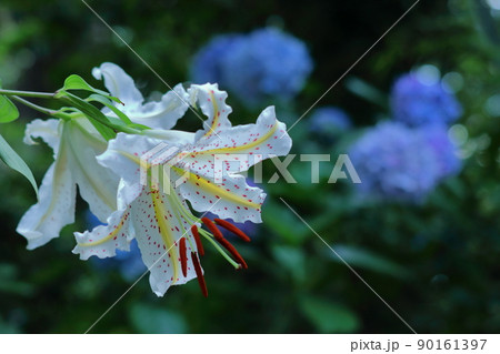 ユリの王様 ユリの王様 90161397