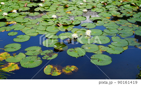 スイレン快晴50mm・濃紺水面反射/小石川後楽園見頃 スイレン快晴50mm・濃紺水面反射/小石川後楽園見頃 90161419