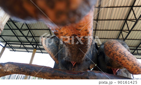Elephants try to sniff the camera with their trunk Elephants try to sniff the camera with their trunk 90161425