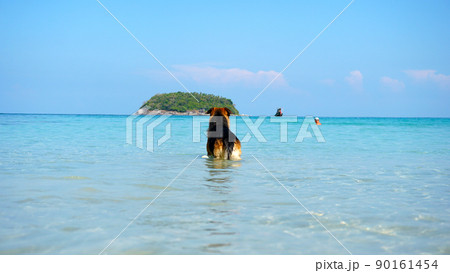 The shepherd holds the ball in his teeth and swims The shepherd holds the ball in his teeth and swims 90161454