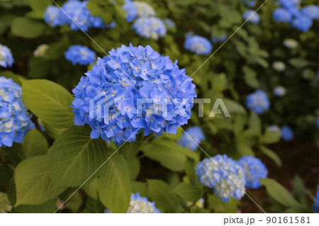 梅雨空に咲く青い紫陽花 梅雨空に咲く青い紫陽花 90161581