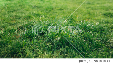 Close up of lush uncut green grass in soft light. Spring and nature background concept, Closeup field with blurred summer park 90161634