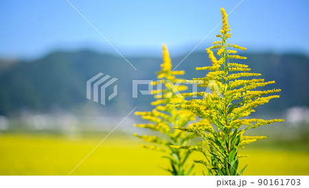 セイタカアワダチソウの花　阿蘇の田園風景(秋晴れ・稲刈り・阿蘇のお米)(秋)日本・九州・熊本県阿蘇市 90161703