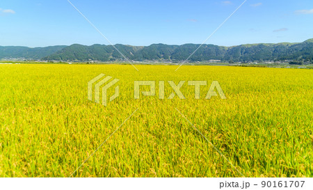 阿蘇の田園風景(秋晴れ・稲刈り・阿蘇のお米)(秋)日本・九州・熊本県阿蘇市 90161707