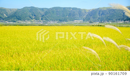 阿蘇の田園風景(秋晴れ・稲刈り・阿蘇のお米)(秋)日本・九州・熊本県阿蘇市 90161709