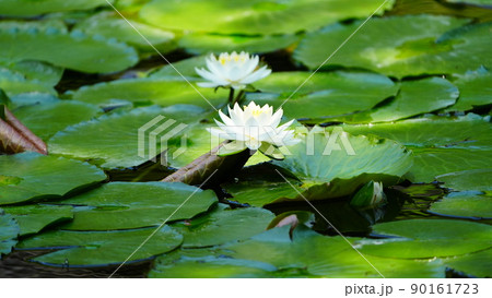 スイレン600mmツーショット/小石川後楽園見頃 90161723