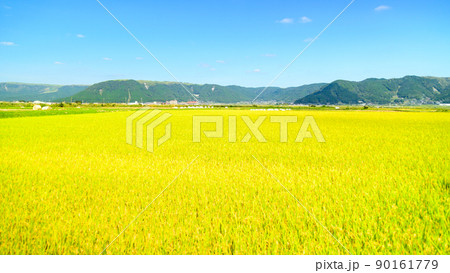阿蘇の田園風景(秋晴れ・稲刈り・阿蘇のお米)(秋)日本・九州・熊本県阿蘇市 阿蘇の田園風景(秋晴れ・稲刈り・阿蘇のお米)(秋)日本・九州・熊本県阿蘇市 90161779