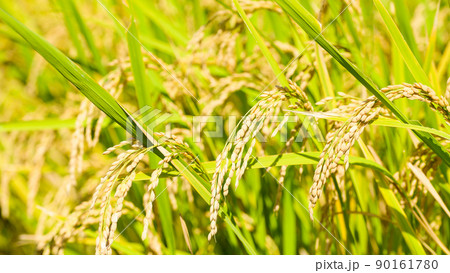 阿蘇の田園風景(秋晴れ・稲刈り・阿蘇のお米)(秋)日本・九州・熊本県阿蘇市 90161780