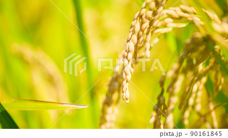 阿蘇の田園風景クローズアップ(秋晴れ・稲刈り・阿蘇のお米)(秋)日本・九州・熊本県阿蘇市 90161845