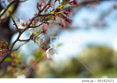 風で泳ぐソメイヨシノ桜 90162023