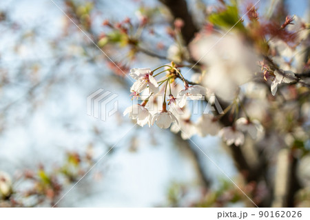 風で泳ぐソメイヨシノ桜 風で泳ぐソメイヨシノ桜 90162026