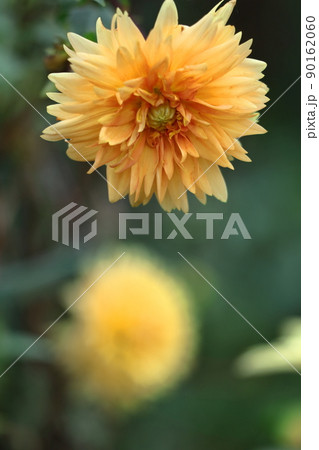 色鮮やかな大輪 90162060