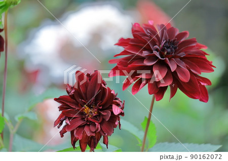 色鮮やかな大輪 90162072