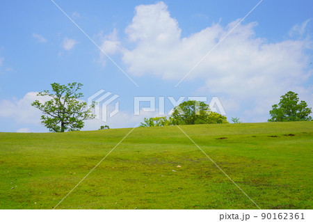 五月・奈良公園・飛火野の緑 五月・奈良公園・飛火野の緑 90162361