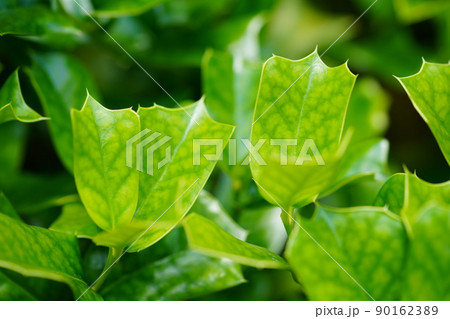 五月のフレッシュな青葉の背景素材・シナヒイラギ 90162389