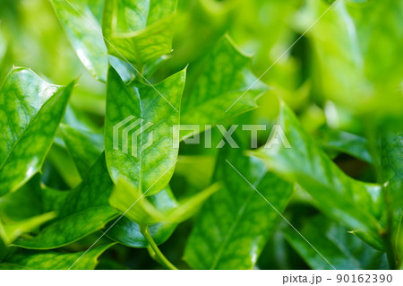 五月のフレッシュな青葉の背景素材・シナヒイラギ 90162390