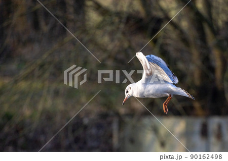 portrait of a seagull in flight on a natural background 90162498