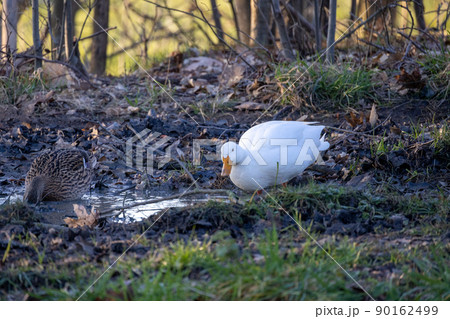 2 ducks, one with a white hair, another with 3 colors light brown, white and black, standing on a 90162499