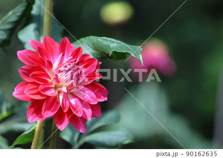 色鮮やかな大輪 90162635