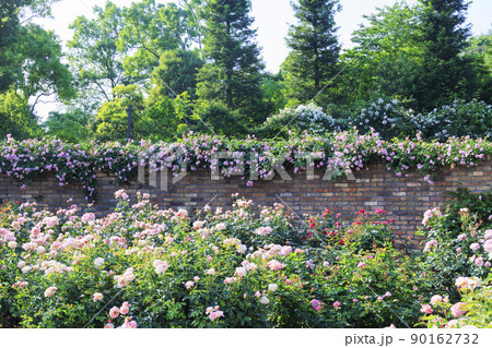 レッドヒルヒーサの森　満開のローズガーデン 90162732
