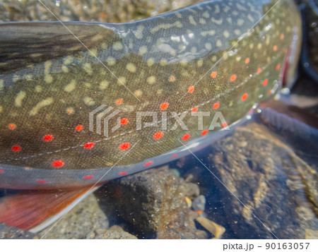 知床羅臼のオショロコマ 90163057