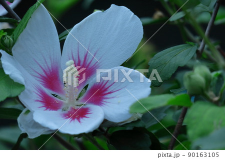 ハイビスカスに似た花 90163105