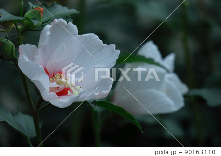 ハイビスカスに似た花 ハイビスカスに似た花 90163110