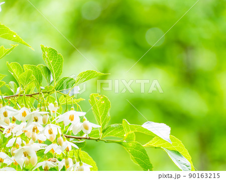 緑豊かな武蔵野・多摩の原風景　初夏にきれいな花を咲かせたエゴノキ 90163215