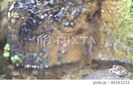 トウキョウダルマガエル1 トウキョウダルマガエル1 90163252