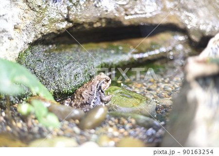 アズマヒキガエル3 アズマヒキガエル3 90163254