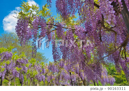 いっぺんに咲いた藤苑 90163311