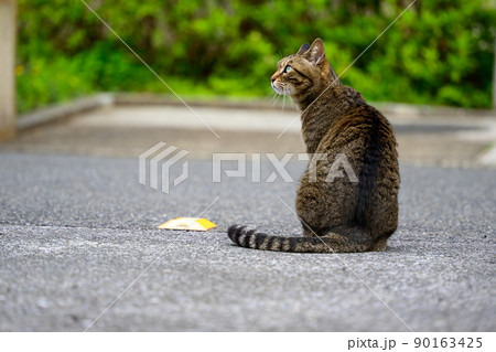 駐車場のキジトラ猫 駐車場のキジトラ猫 90163425