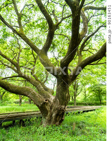緑豊かな武蔵野・多摩の原風景　安らぎを与えてくれる大きな木 90163451
