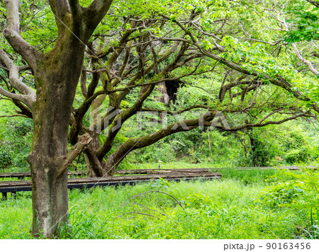 緑豊かな武蔵野・多摩の原風景 安らぎを与えてくれる大きな木 緑豊かな武蔵野・多摩の原風景 安らぎを与えてくれる大きな木 90163456