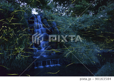 【夏イメージ】滝の周りを乱舞するホタル 90163584