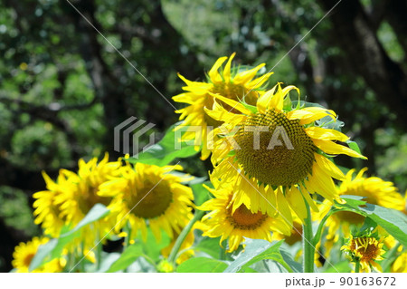 太陽の花 太陽の花 90163672